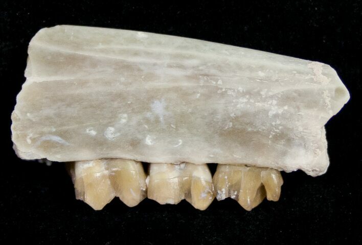 Oligocene Ruminant (Leptomeryx) Jaw Section #10566